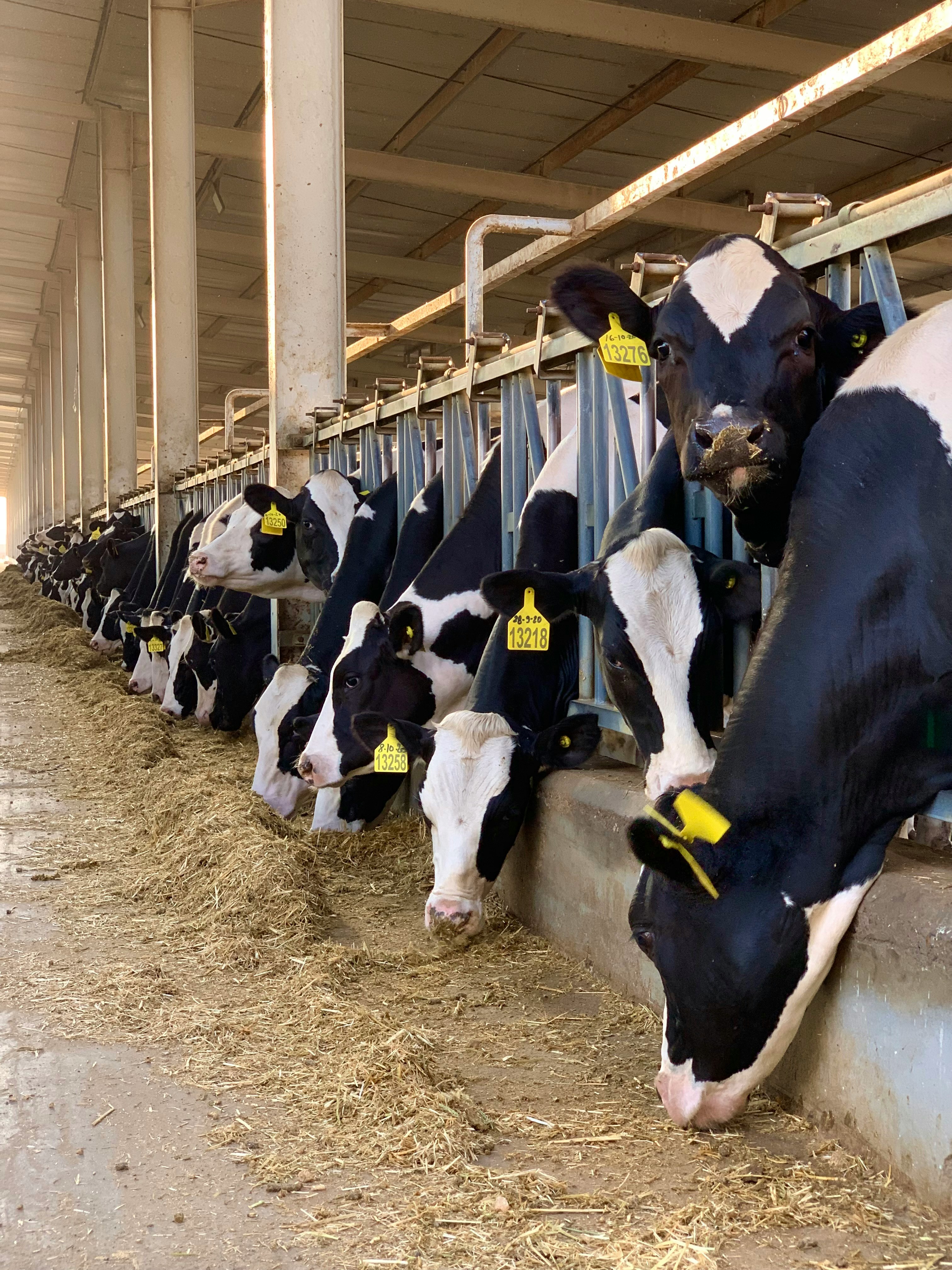 Agrovet